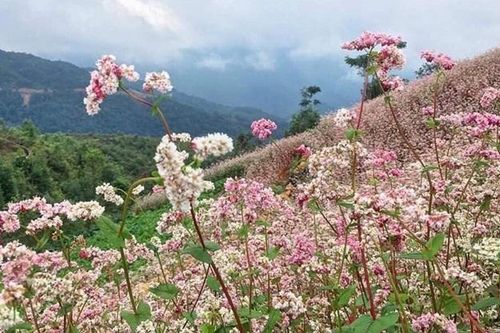 Du lịch Hà Giang: Điểm đến an toàn đối với du khách