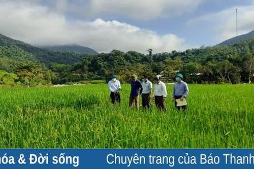 Xây dựng lúa nếp Cay Nọi trở thành sản phẩm OCOP