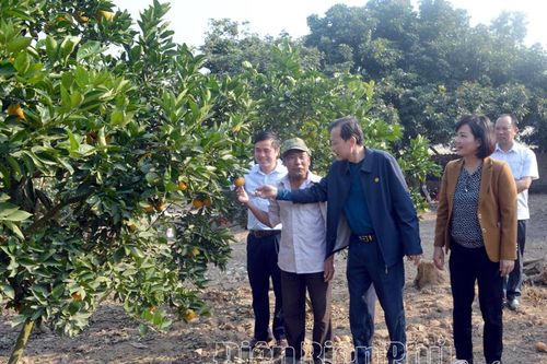 Nông dân Điện Biên đoàn kết giúp nhau làm giàu, giảm nghèo bền vững