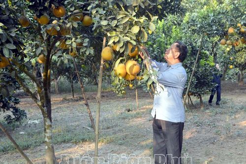 Lão nông trồng bưởi giỏi