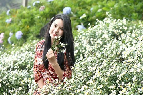 Lên Sa Pa 'check-in' ruộng hoa cúc họa mi