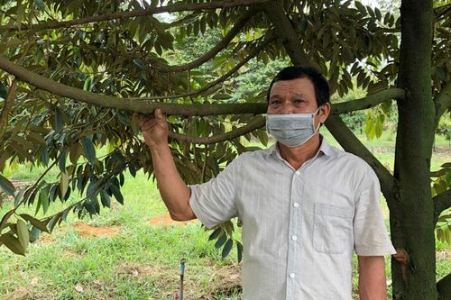 Ở vườn sầu riêng chín sớm