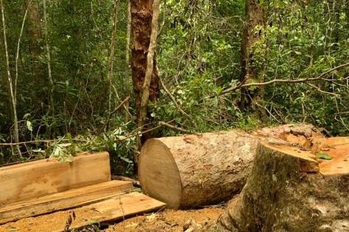 Khởi tố 3 nhân viên bảo vệ rừng tham gia cưa hạ gỗ trái phép trong khu bảo tồn thiên nhiên