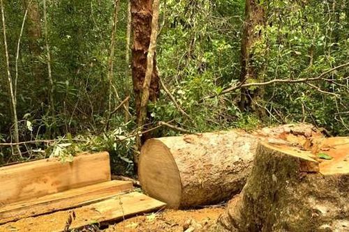 Trạm trưởng bảo vệ cùng nhân viên vào rừng cắt trộm gỗ