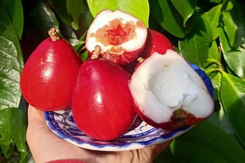 Quả lạ đỏ như son: Món ăn vặt mới, chị em lùng mua
