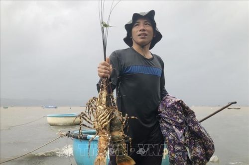 Thiếu oxy cục bộ làm tôm hùm, cá bị chết đột ngột