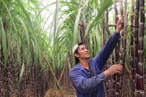 Ban hành câu hỏi điều tra đối với đường mía nhập khẩu