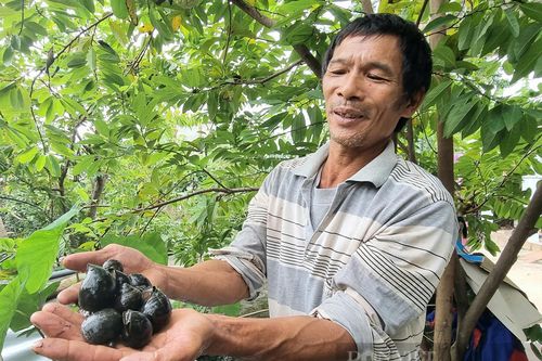 Ninh Bình: Mang ốc nhồi lên bờ nuôi suốt mùa đông lạnh giá, ông nông dân yên tâm thu tiền