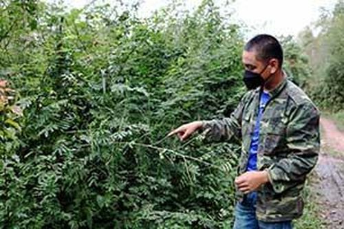 Mối nguy hại tiềm ẩn từ cây mai dươngTin khácXét tặng danh hiệu 'Công dân Lạng Sơn ưu tú': Tôn vinh những tấm gương điển hìnhNỗ lực thực hiện Nghị quyết số 116