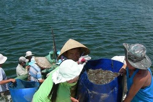 Sản phẩm bảo hiểm nông, lâm, ngư nghiệp gần như chưa có