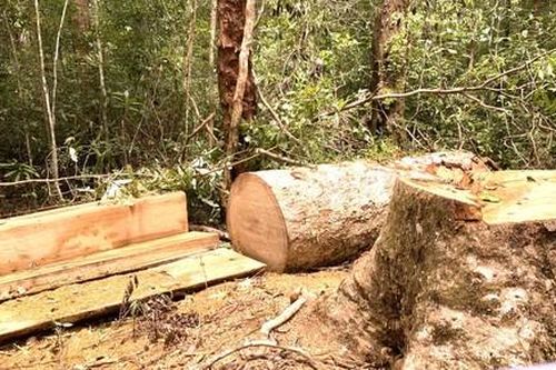 Khởi tố trạm trưởng và 2 nhân viên bảo vệ rừng khu bảo tồn