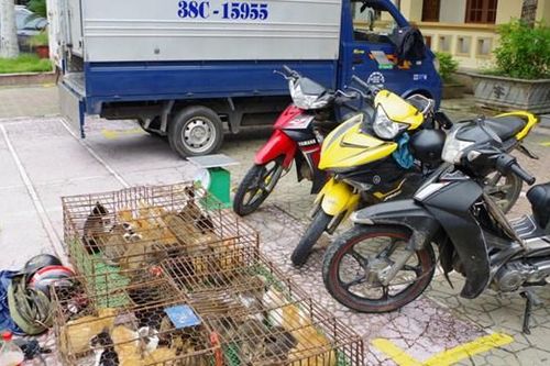 Hà Tĩnh: Sử dụng xe tải biển giả để... đi khắp nơi trộm mèo
