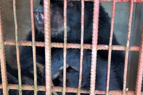 Giải cứu nhiều cá thể gấu ngựa, thả về Vườn quốc gia Cát Tiên