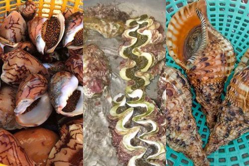 3 loại ốc khổng lồ giá 'chát' vẫn hút khách tại Việt Nam