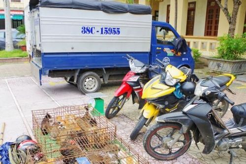 Bắt ổ nhóm do nữ quái cầm đầu dùng ô tô đi trộm mèo
