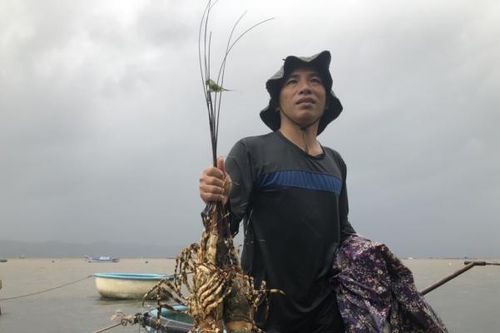 Phú Yên: Tôm hùm chết hàng loạt, người nuôi thiệt hại tiền tỷ