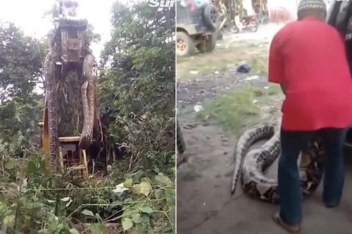 Cần cẩu nhấc lên con rắn khổng lồ, nhiều người rùng mình