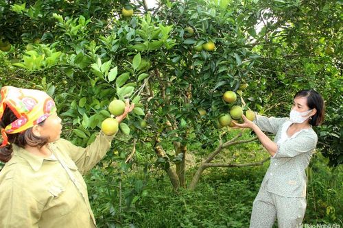 Bán giá 5.000 đồng/kg tại 'thủ phủ' Cam Vinh vẫn 'ứ hàng'