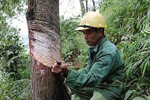 Cao Lộc: Người dân tăng thu từ trồng thôngTin khácXét tặng danh hiệu 'Công dân Lạng Sơn ưu tú': Tôn vinh những tấm gương điển hìnhNỗ lực thực hiện Nghị quyết số 116