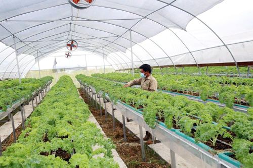 Rau 'ngoại' bén đất Bắc Hà
