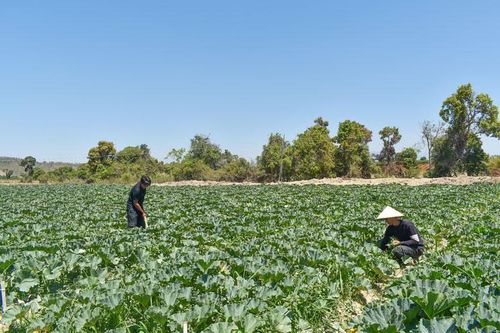 Gỡ khó cho nông dân khi giá phân bón tăng cao
