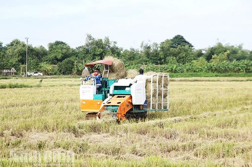 Thu gom rơm bằng máy đem lại thu nhập cao, giảm thiểu ô nhiễm môi trường