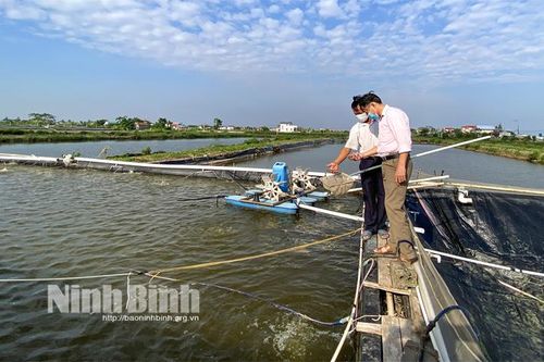 Nông dân vùng ven biển Kim Sơn đẩy mạnh nuôi trồng thủy sản phục vụ thị trường dịp cuối năm