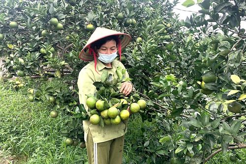 Tứ Hiệp nỗ lực giảm nghèo