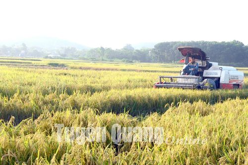 Nông nghiệp bệ đỡ nền kinh tế