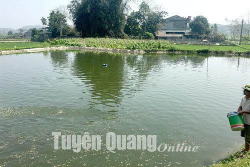Chuyển đổi 531 ha đất lúa sang cây trồng khác