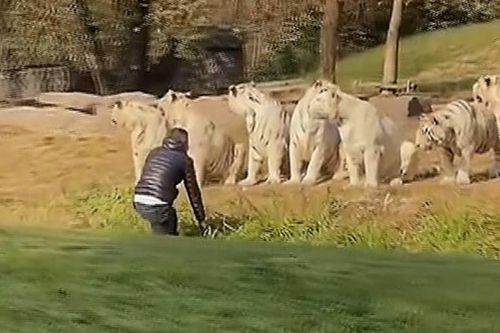 Du khách Trung Quốc đột nhập khu nuôi 11 con hổ trắng