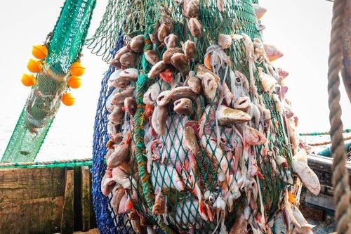 Pháp bắt giữ một tàu của Anh đánh bắt cá không giấy phép