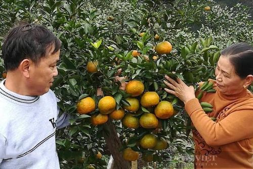 Nghệ An: Cam bù Sen vào mùa, nông dân làng trên xóm dưới rộn ràng bàn chuyện... lên sàn