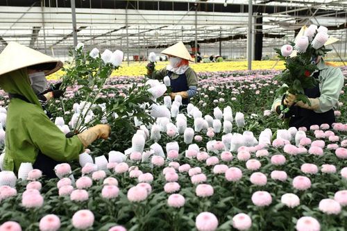 Cơ hội để Lâm Đồng trở thành đối tác nông nghiệp của Singapore và Malaysia (Bài 1)