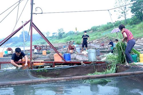 Đào tạo nghề cho lao động nông thôn ở Bảo Yên