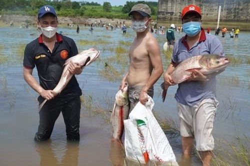 Người dân đánh bắt hàng chục tấn cá trong ngày thủy điện ngưng xả tràn