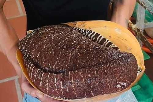 Ốc khổng lồ bán đầy 'chợ mạng', giá bạc triệu vẫn đắt hàng
