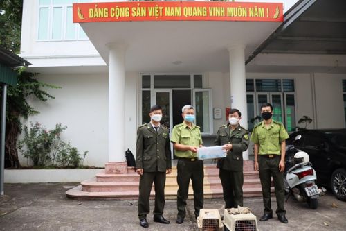 Trung tâm cứu hộ, bảo tồn và phát triển sinh vật – Vườn Quốc gia Cúc Phương tiếp nhận nhiều cá thể động vật hoang dã