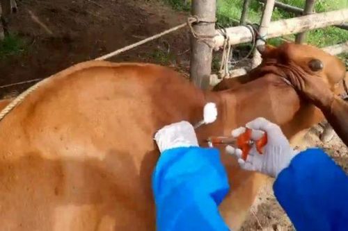 Kế hoạch quốc gia phòng, chống bệnh viêm da nổi cục trên trâu, bò