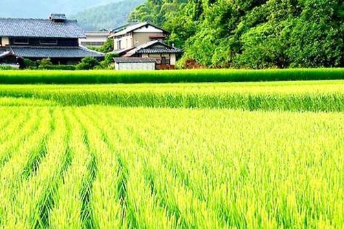 Giai đoạn 2021-2030: Giữ ổn định 3,5 triệu ha đất trồng lúa