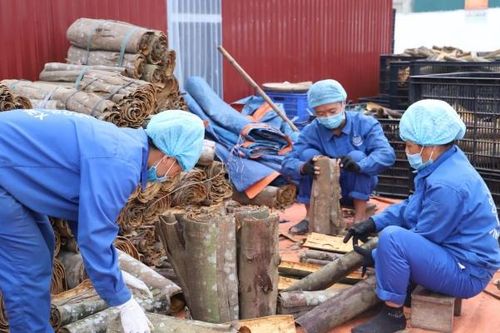 Lào Cai nâng cao sản lượng, chất lượng sản phẩm cây quế xuất khẩu
