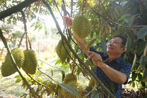 Cơ hội để Lâm Đồng trở thành đối tác nông nghiệp của Singapore và Malaysia (Bài 2)