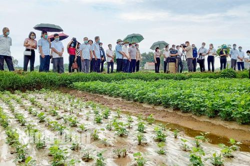 Yên Mô, sản xuất vụ đông hàng hóa theo hướng hữu cơ