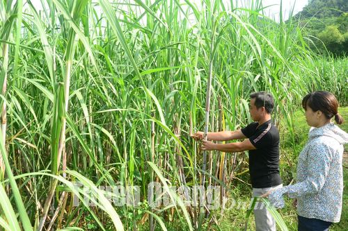 Đảm bảo vùng nguyên liệu mía đạt 2.296 ha