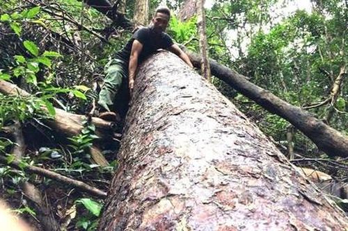 Công ty lâm nghiệp để người dân lấn chiếm hơn 1.100 ha đất