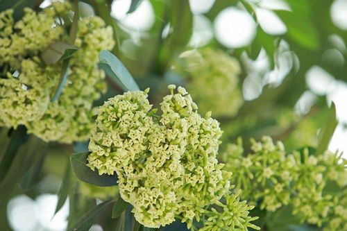 Mùa hoa sữa ở TP.HCM: Người yêu thích, người khó chịu vì mùi hương