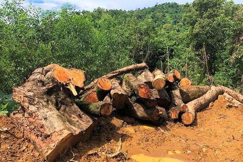Quảng Nam: Sưa trăm tuổi trong rừng phòng hộ bị đem bán