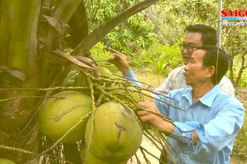 Ghé Trà Vinh thưởng thức dừa sáp thứ thiệt ngay tại vườn