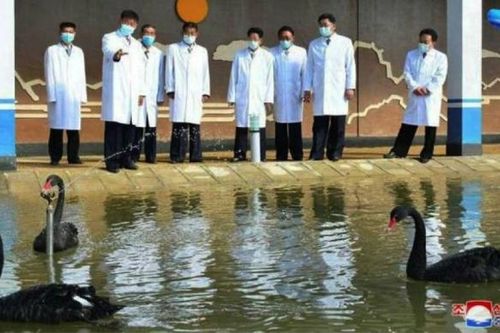 Triều Tiên nuôi thiên nga đen, in phiếu giải quyết khó khăn lương thực