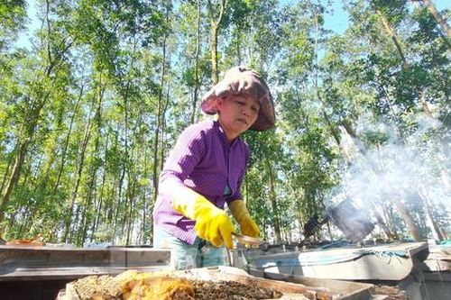 Đời du mục, 'bỏ nhà' theo đàn ong lấy mật